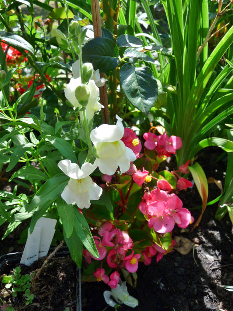  - Gura leului - Antirrhinum majus