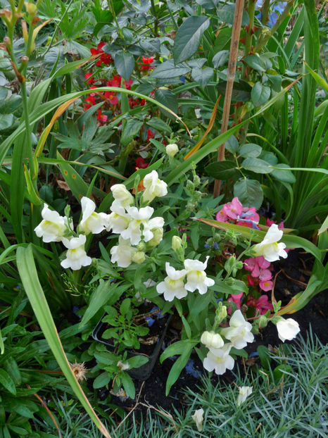  - Gura leului - Antirrhinum majus