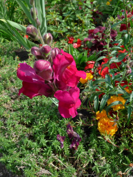  - Gura leului - Antirrhinum majus