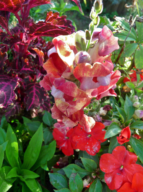  - Gura leului - Antirrhinum majus