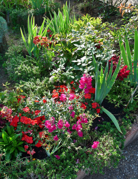  - Gura leului - Antirrhinum majus