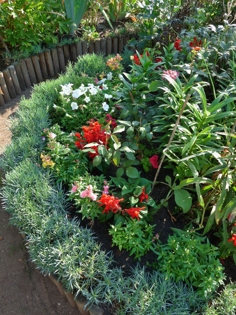  - Gura leului - Antirrhinum majus