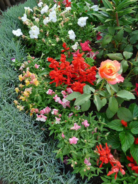  - Gura leului - Antirrhinum majus