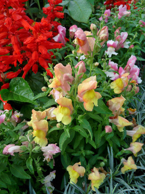  - Gura leului - Antirrhinum majus