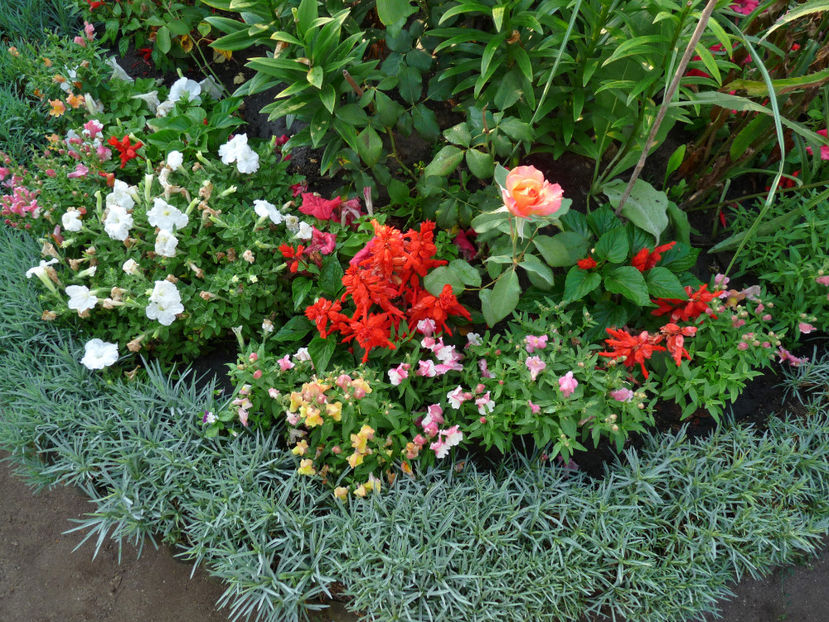 Pitici - Gura leului - Antirrhinum majus