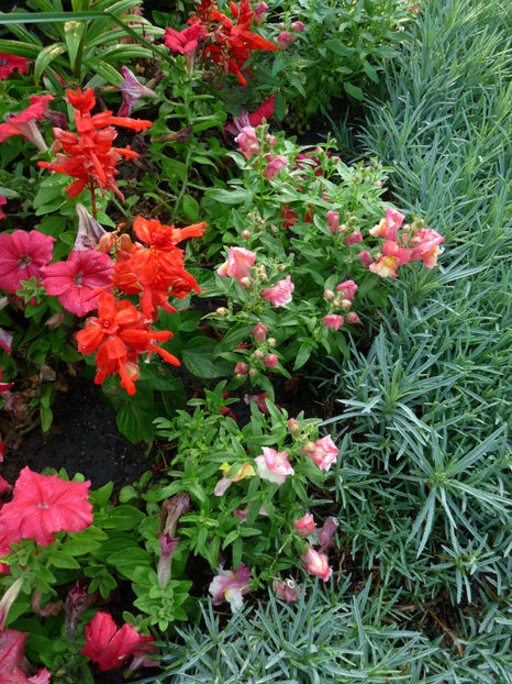  - Gura leului - Antirrhinum majus