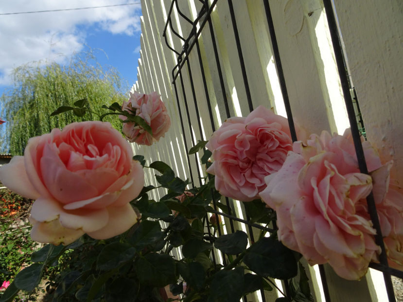 Aphrodite - SFARSIT DE OCTOMBRIE