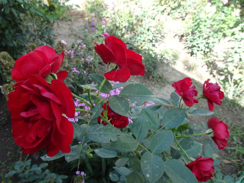 Coeurs de Vendee - SFARSIT DE OCTOMBRIE