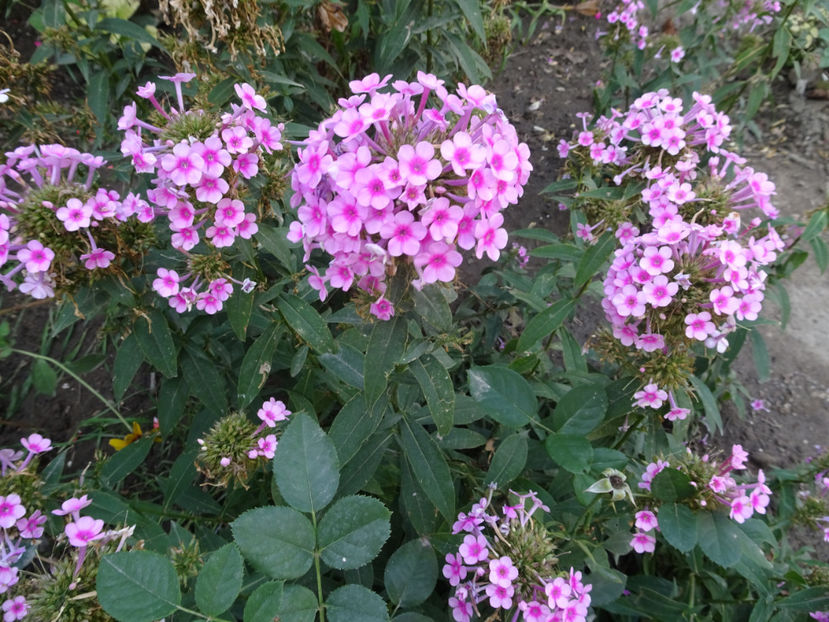  - SFARSIT DE OCTOMBRIE