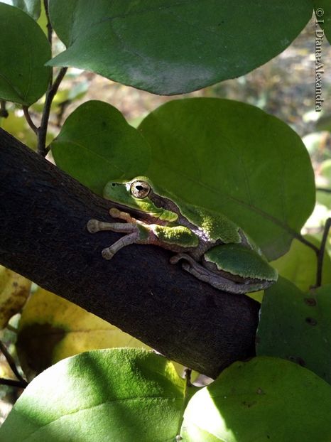 Hyla arborea - Firescul vesel daruit prin natura