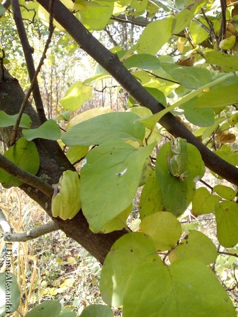 Hyla arborea - Firescul vesel daruit prin natura