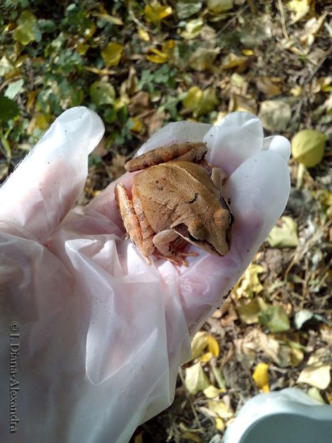 Rana temporaria - Firescul vesel daruit prin natura