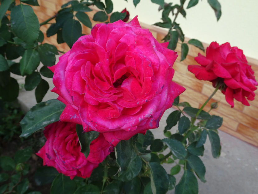 Alec's Red - SFARSIT DE OCTOMBRIE