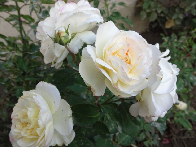 Gruss an Aachen - SFARSIT DE OCTOMBRIE