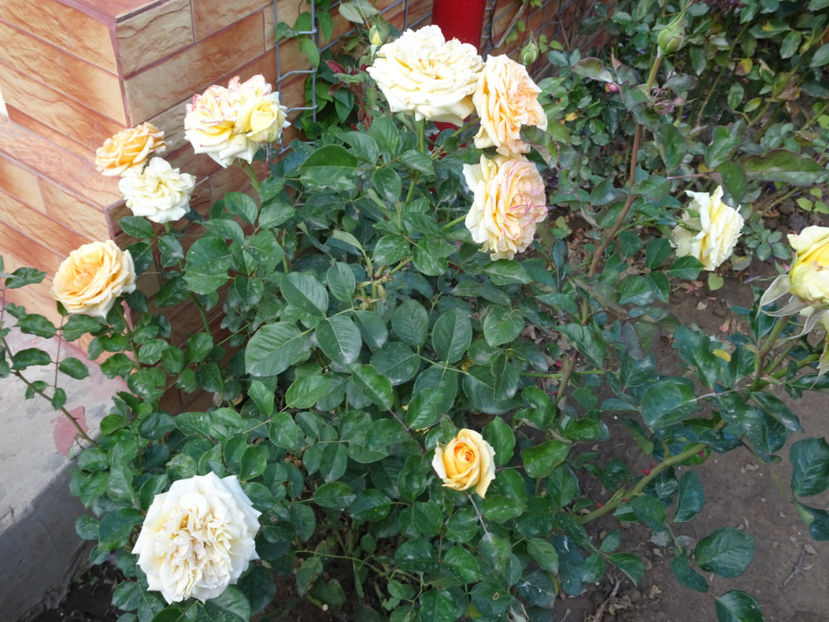 Cappuccino - SFARSIT DE OCTOMBRIE