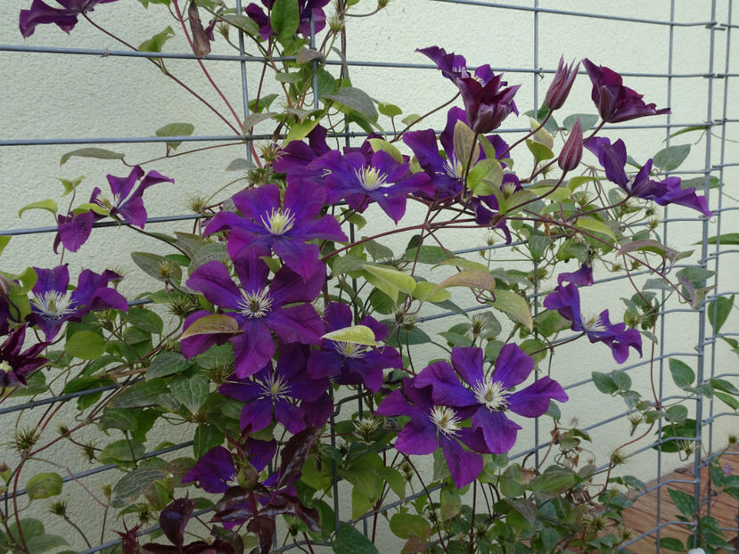 Warszawska Nike - SFARSIT DE OCTOMBRIE