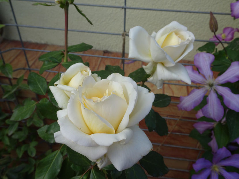 Ambiente - SFARSIT DE OCTOMBRIE