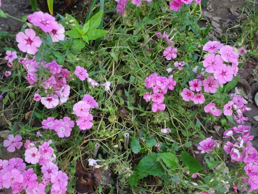  - SFARSIT DE OCTOMBRIE