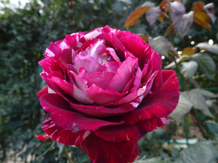 Julio Iglesias - SFARSIT DE OCTOMBRIE