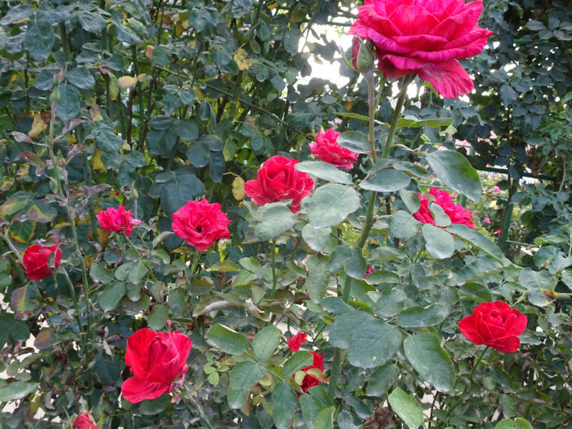 Red Intuition - SFARSIT DE OCTOMBRIE