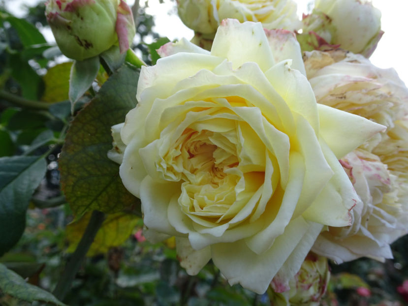 Nelson Monfort - SFARSIT DE OCTOMBRIE