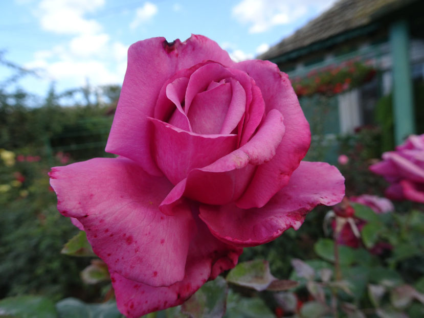 Claude Brasseur - SFARSIT DE OCTOMBRIE