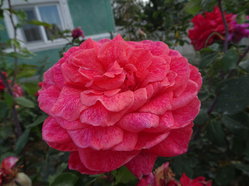 Pierre Cardin - SFARSIT DE OCTOMBRIE