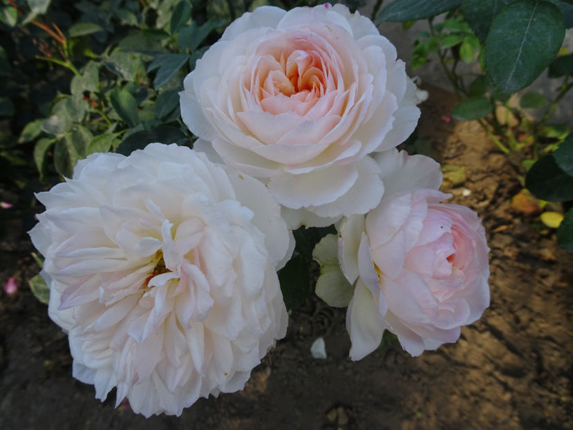 Stephanie Baronin - SFARSIT DE OCTOMBRIE