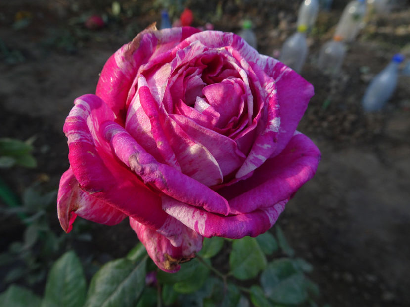 Abracadabra - SFARSIT DE OCTOMBRIE