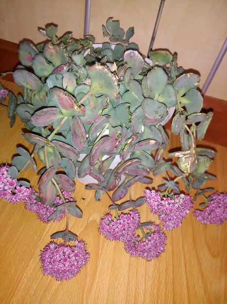 Sedum Sieboldi - cactusi si suculente