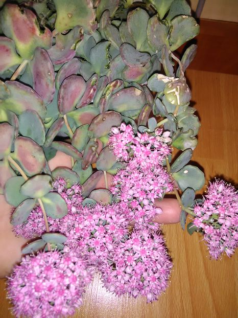  - cactusi si suculente