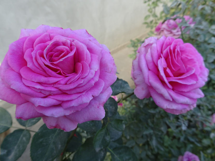 Celebrating Life - SFARSIT DE OCTOMBRIE