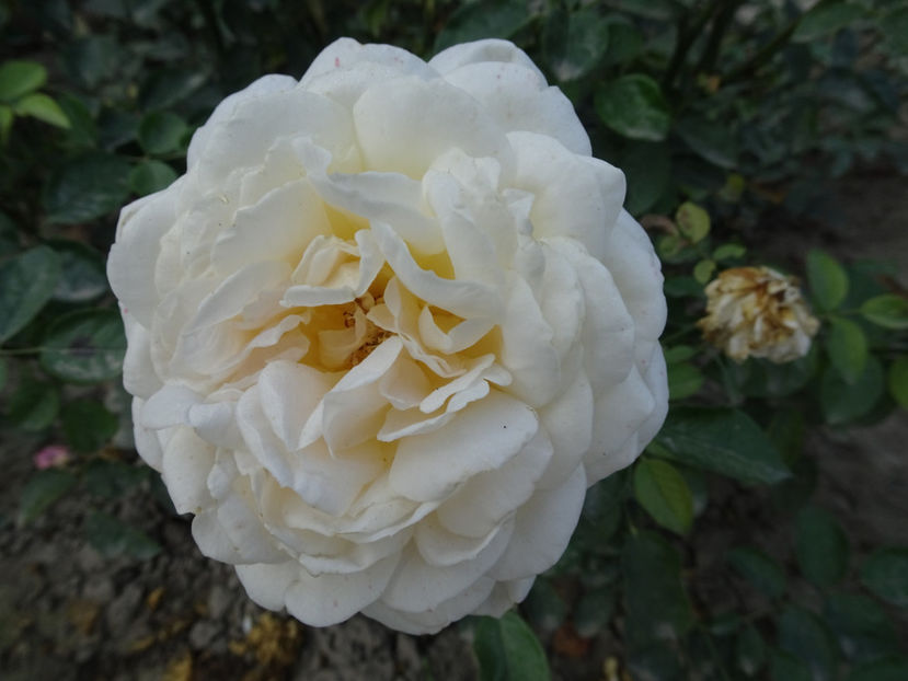 Cream Abundance - SFARSIT DE OCTOMBRIE