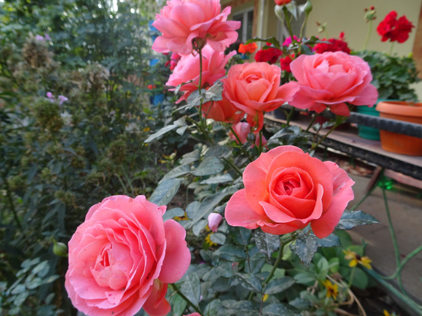 DianaC floribunda somon - SFARSIT DE OCTOMBRIE