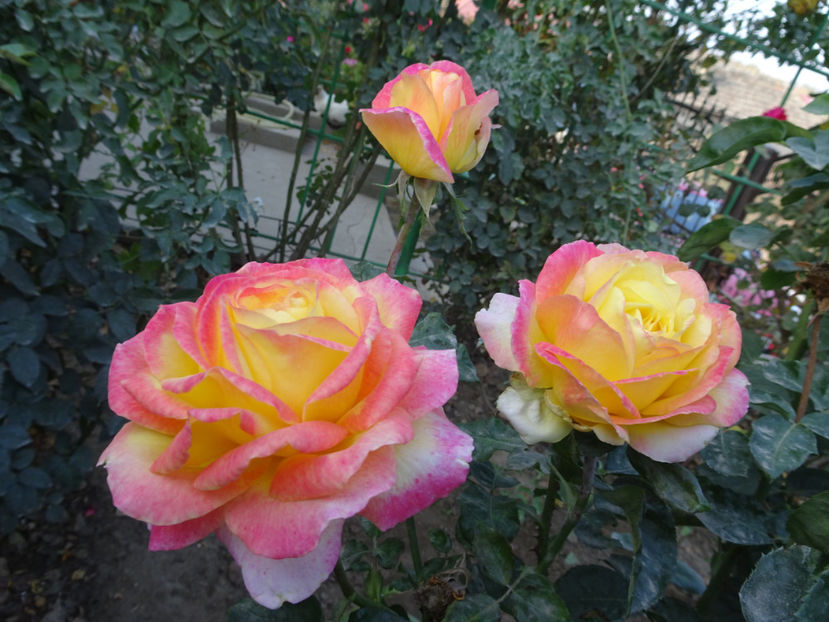 Pullman Orient Express - SFARSIT DE OCTOMBRIE