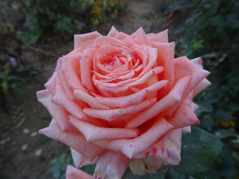 Florov 44 - SFARSIT DE OCTOMBRIE