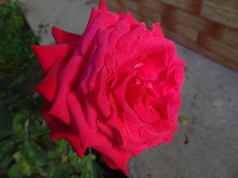 Alec's Red - SFARSIT DE OCTOMBRIE