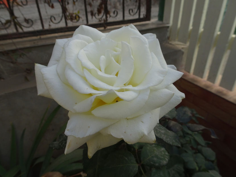 Memoire - SFARSIT DE OCTOMBRIE