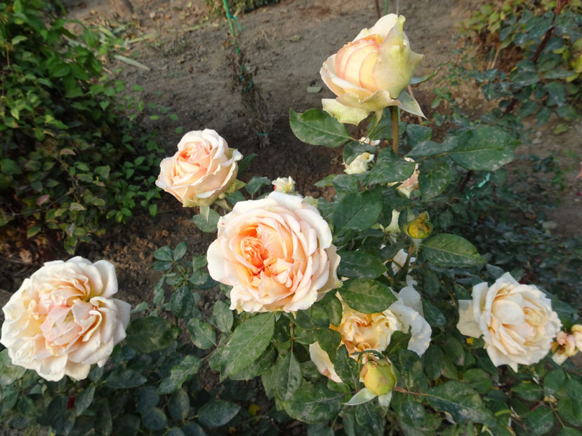 Tahiti - SFARSIT DE OCTOMBRIE