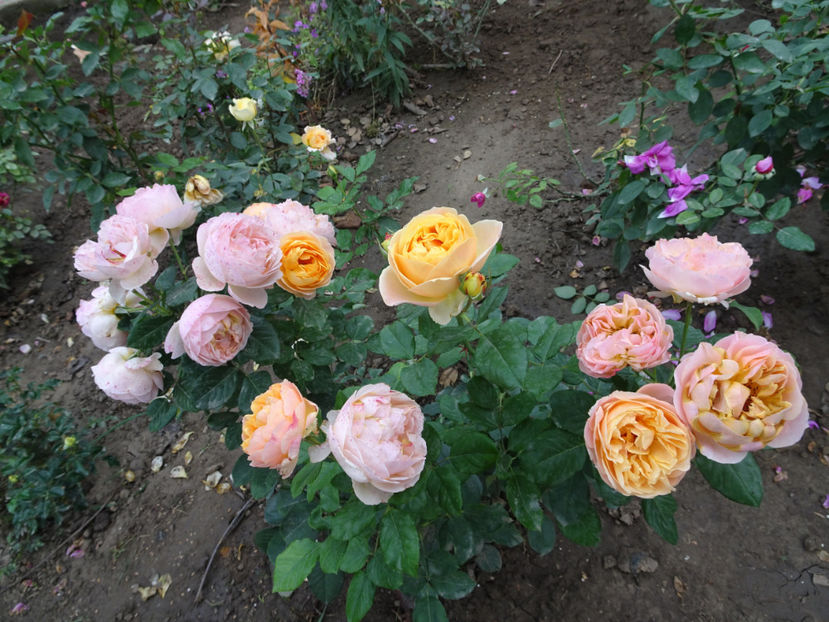 Genevieve Orso - SFARSIT DE OCTOMBRIE