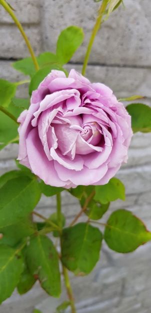  - Trandafiri fermecatori