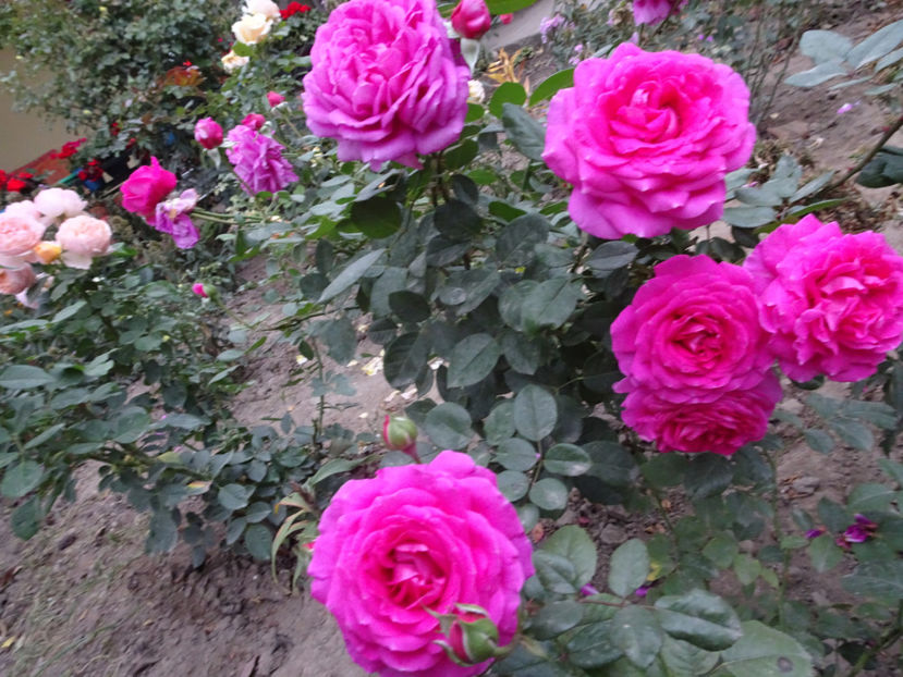 Claire Marshall - SFARSIT DE OCTOMBRIE