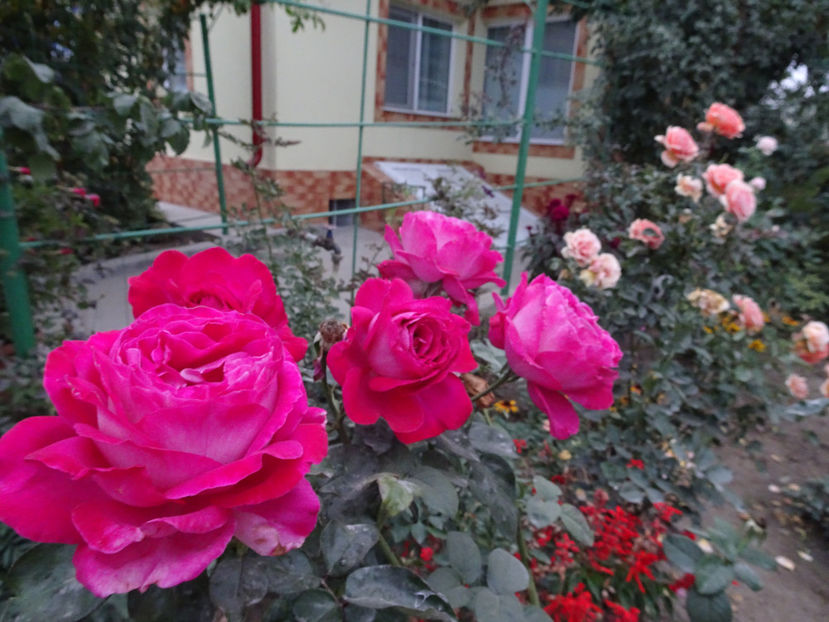 Baronne de Rothschild - SFARSIT DE OCTOMBRIE