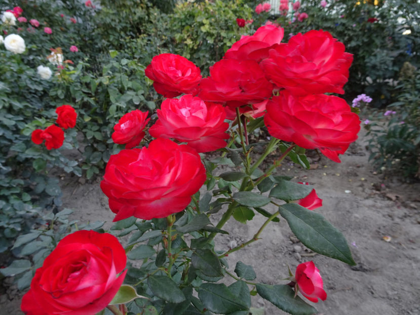 Planten un Blomen - SFARSIT DE OCTOMBRIE