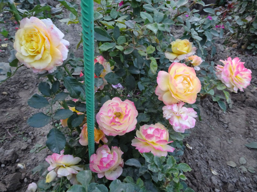 Rose der Hoffnung - SFARSIT DE OCTOMBRIE