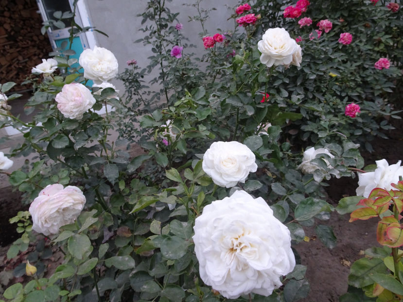 Ledreborg Castle - SFARSIT DE OCTOMBRIE