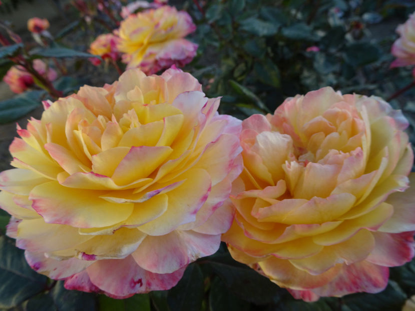 Georges Denjean - SFARSIT DE OCTOMBRIE