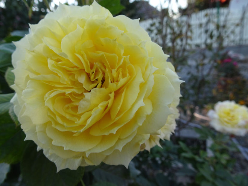 China Girl - SFARSIT DE OCTOMBRIE