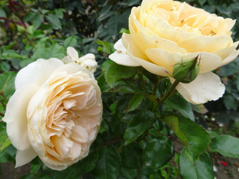 Amber Abundance - SFARSIT DE OCTOMBRIE