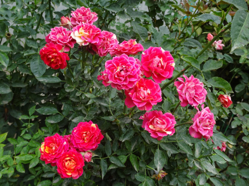 Chili Clementine - SFARSIT DE OCTOMBRIE